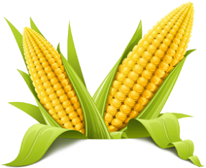 Corn