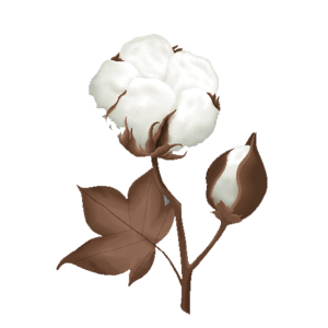 Cotton