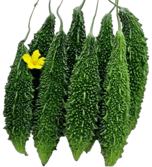 Bitter Gourd