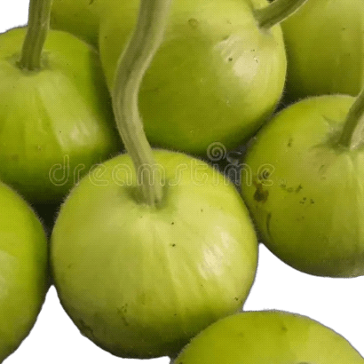 Bottle Gourd