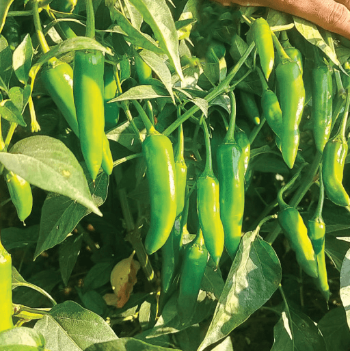 Chilies