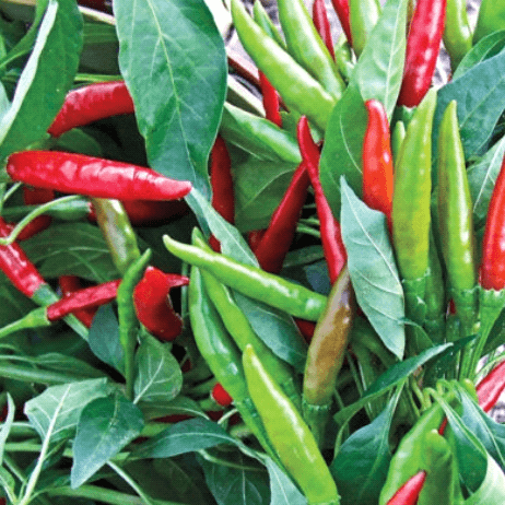Hot Pepper F1 Sky-High (Cluster)