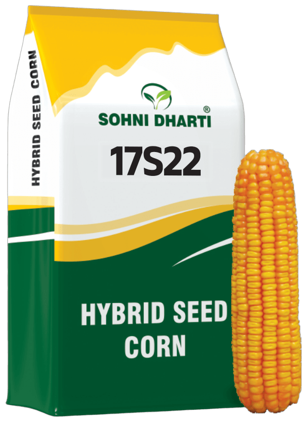 Hybrid Corn 17S22