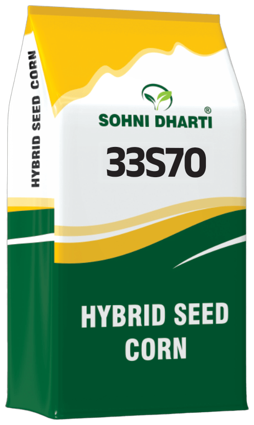 Hybrid Corn 33S70