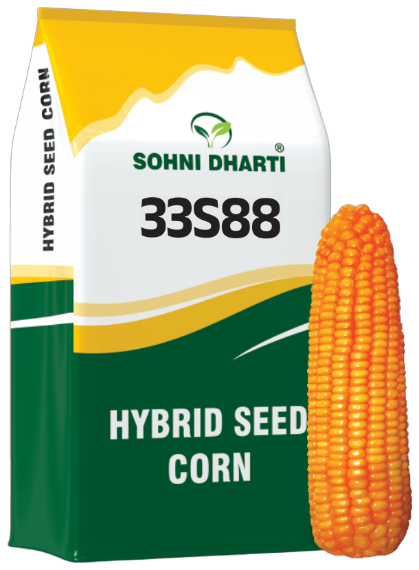 Hybrid Corn 33S88