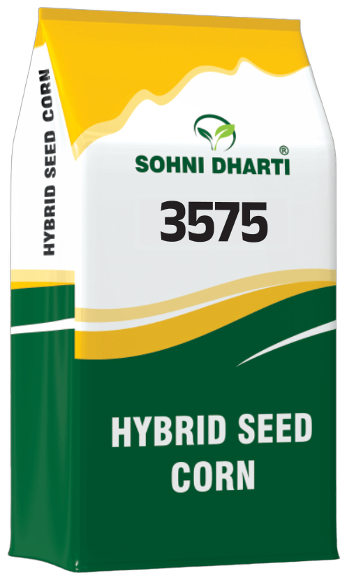 Hybrid Corn 3575