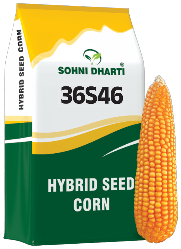 Hybrid Corn 36S46