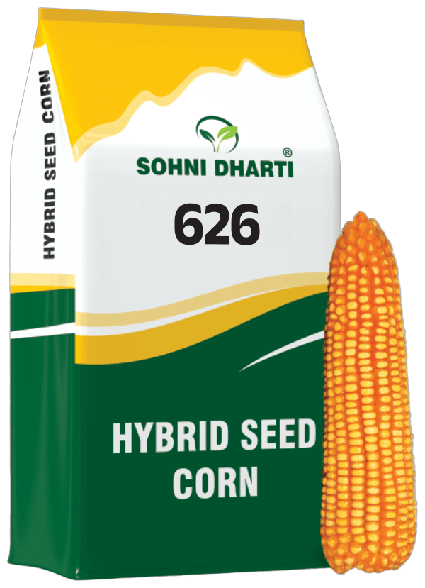 Hybrid Corn 626