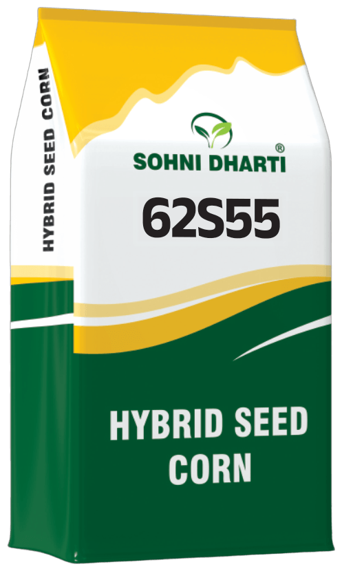 Hybrid Corn 62S55