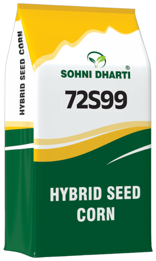 Hybrid Corn 72S99