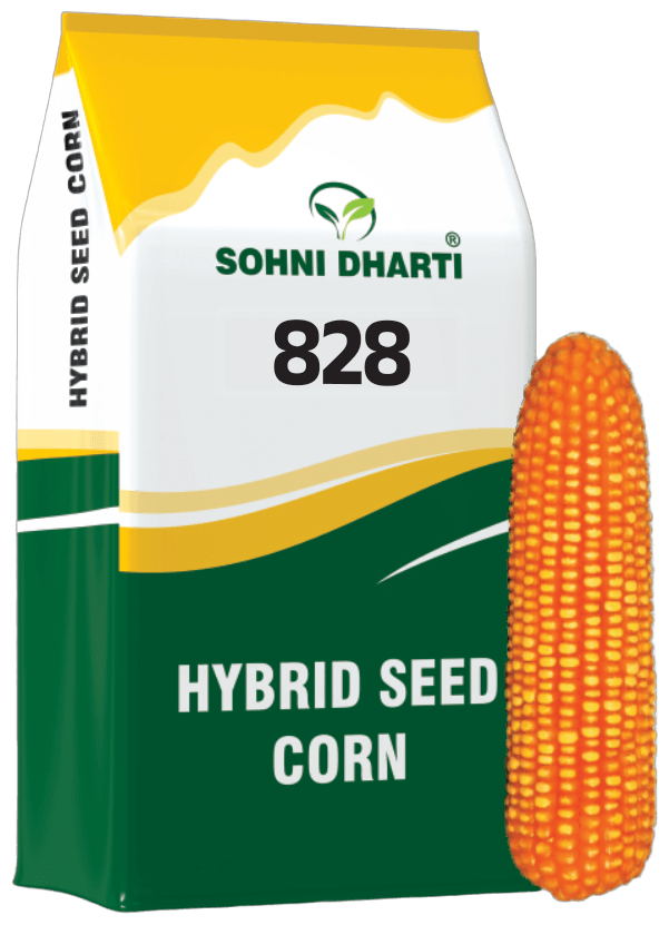 Hybrid Corn 828