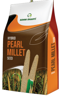 Pearl Millet