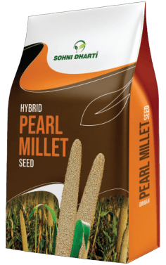 Hybrid Pearl Millet 55S90