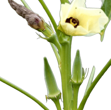 Okra