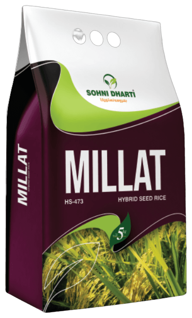 Hybrid Rice Millat (HS-473)