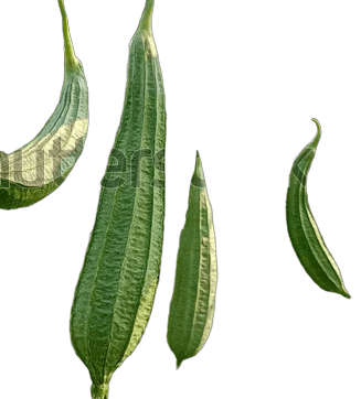 Ridge Gourd