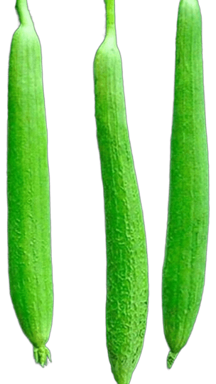 Sponge Gourd