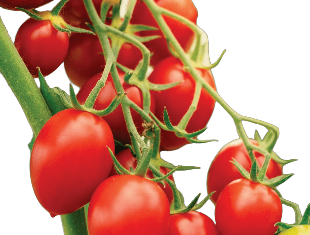 Tomato