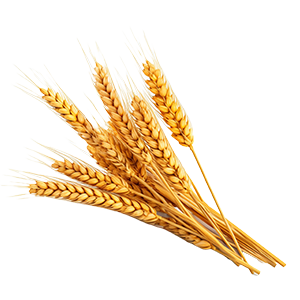 Wheat