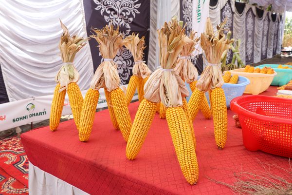 Arifwala Field Day - Photo 2 - Sohni Dharti International