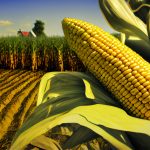 Cultivate Corn, Sow Success Sohni Dharti Fertilizers, Your Partner in Agricultural Prosperity.