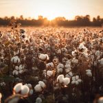 Cotton Riches, Rooted in Care Our Fertilizers Foster Crop Resilience, Quality Fibers, and Sustainable Cotton Farming Success.