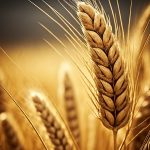 Sohni Dharti Fertilizers where Wheat Fields Blossom, Crops Flourish, and Harvests Speak the Language of Agricultural Triumph.